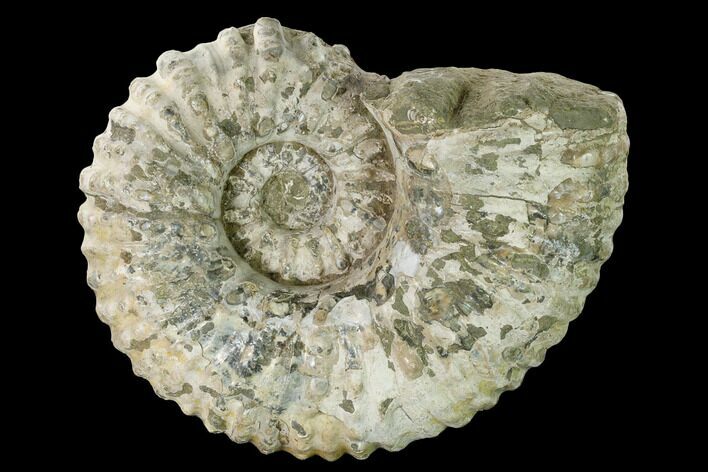 Bumpy Ammonite (Douvilleiceras) Fossil - Madagascar #160403